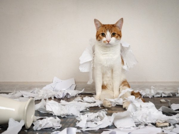 Cleaning Hacks For Homes With A Cat